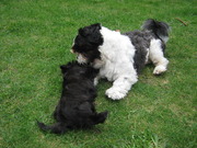 honden foto van wally69