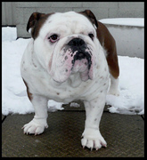 honden foto van larissa