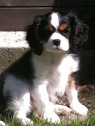 honden foto van Astrid en Binky