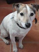 honden foto van Nettie