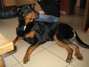 honden foto van elien