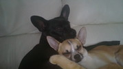 honden foto van lia