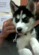 honden foto van Mariana