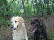 honden foto van horrix kim