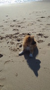 honden foto honden foto van Kim