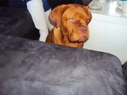 honden foto van sanrem