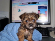 honden foto van marjolein