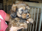 honden foto honden foto van Hoofdman