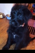 honden foto van coco