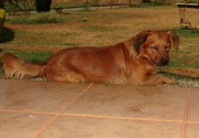 honden foto van Spike do Paranoá