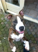 honden foto van Marc