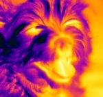 honden foto honden foto van Thermolab