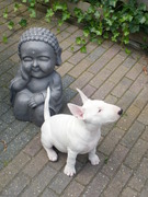 honden foto van henriette wiessenberg