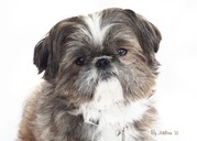 honden foto van Jaklien