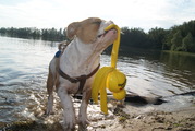 honden foto van veronique 