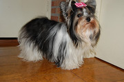 honden foto van dorothee