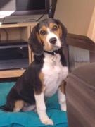 honden foto van kim & ziggy