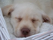 honden foto van esther