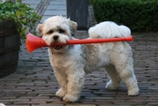 honden foto honden foto van Elsbeth
