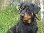 honden foto van Giselle