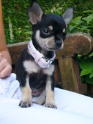 honden foto van willemijn