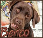 honden foto van Saskia