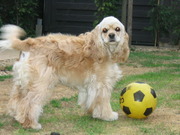 honden foto van diede