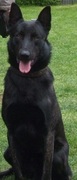 honden foto van john 