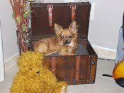 honden foto van wim
