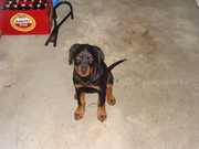 honden foto van Anna-Wietske