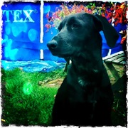 honden foto van Elselien