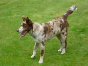 honden foto honden foto van jan