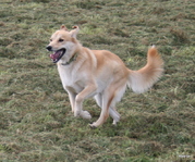 honden foto van Laura & Bo