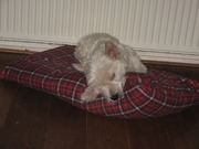 honden foto van karin