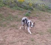 honden foto van Cootje