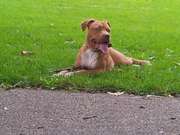 honden foto van ismael