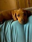 honden foto van Annemiek Weijers