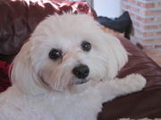 honden foto van Godelieve