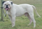 honden foto honden foto van Edwin & Daphne kroon van Amerikaanse Bulldog kennel