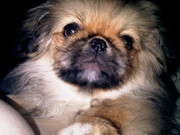 honden foto van madelon reinders