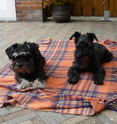 honden foto van Marleen Jennen