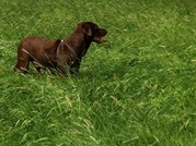 honden foto van Jeanette Honders