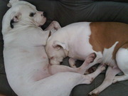 honden foto van Luna & Lady 