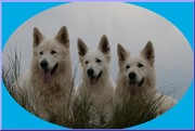 honden foto van Beau,Kane en Romy The Magicstars