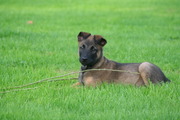 honden foto honden foto van Dien