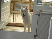 honden foto van marvin en men husky kyra