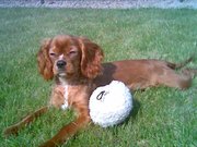 honden foto van flappie