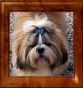 honden foto honden foto van Sylvia Derix