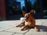 honden foto van Guus Muermans