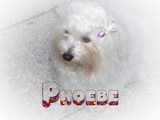 honden foto van latoya